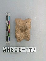 藏品(獸骨殘骸)的圖片